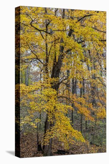 Fall color at Stephen A. Forbes State Park, Marion County, Illinois-Richard & Susan Day-Stretched Canvas