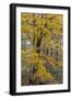 Fall color at Stephen A. Forbes State Park, Marion County, Illinois-Richard & Susan Day-Framed Photographic Print