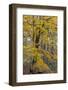 Fall color at Stephen A. Forbes State Park, Marion County, Illinois-Richard & Susan Day-Framed Photographic Print