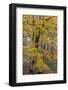 Fall color at Stephen A. Forbes State Park, Marion County, Illinois-Richard & Susan Day-Framed Photographic Print