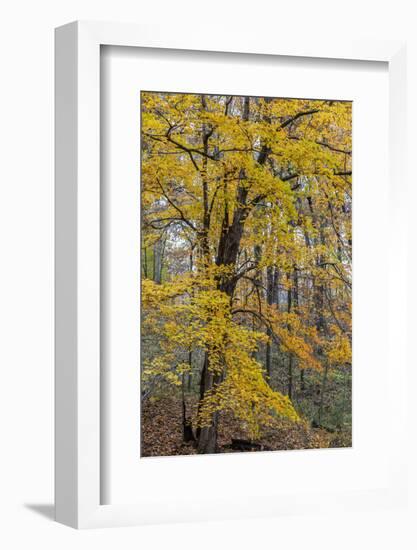 Fall color at Stephen A. Forbes State Park, Marion County, Illinois-Richard & Susan Day-Framed Photographic Print