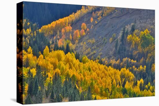 Fall Color Comes to Colorado Along Hwy 145 South of Telluride, Colorado-Ray Mathis-Stretched Canvas
