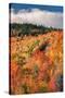 Fall Color Hills at Holderness New Hampshire-Vincent James-Stretched Canvas