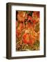 Fall Color in a Vineyard, Tri Cities, Washington, USA-Richard Duval-Framed Photographic Print