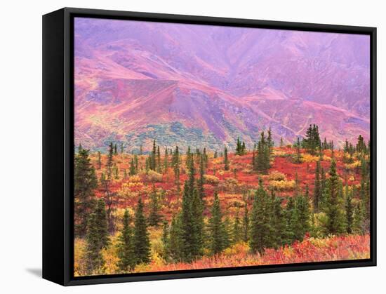 Fall Color in Denali National Park, Alaska, USA-Charles Sleicher-Framed Stretched Canvas