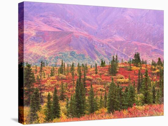 Fall Color in Denali National Park, Alaska, USA-Charles Sleicher-Stretched Canvas