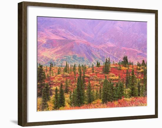 Fall Color in Denali National Park, Alaska, USA-Charles Sleicher-Framed Photographic Print