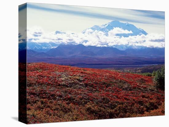 Fall Color in Denali National Park, Mt. Denali, Alaska, USA-Charles Sleicher-Stretched Canvas