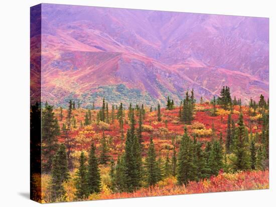 Fall Color in Denali National Park, Mt. Denali, Alaska, USA-Charles Sleicher-Stretched Canvas