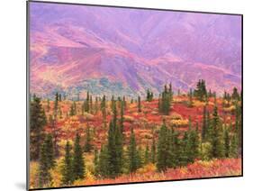 Fall Color in Denali National Park, Mt. Denali, Alaska, USA-Charles Sleicher-Mounted Photographic Print