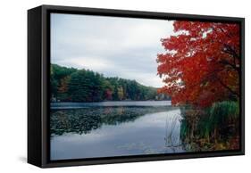 Fall Color in Harriman State Park, New York-George Oze-Framed Stretched Canvas