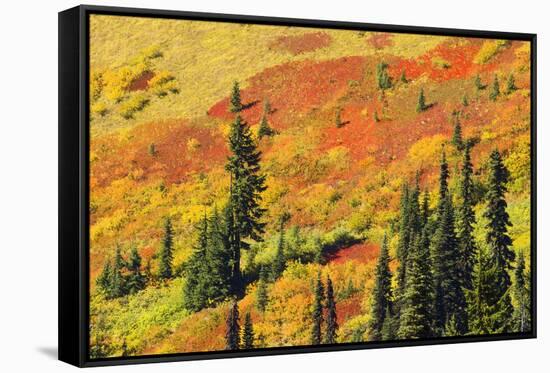Fall color in Paradise Valley, Mount Rainier National Park, Washington State, USA-Russ Bishop-Framed Stretched Canvas