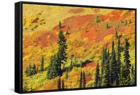 Fall color in Paradise Valley, Mount Rainier National Park, Washington State, USA-Russ Bishop-Framed Stretched Canvas