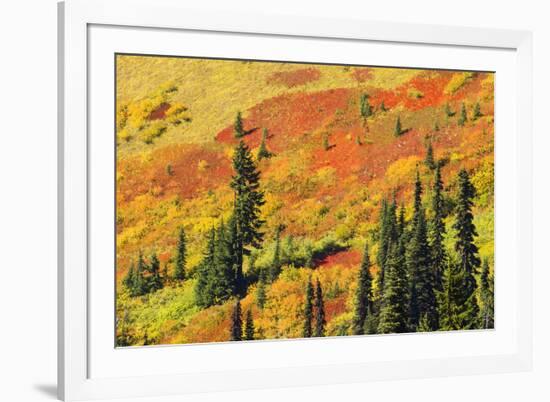 Fall color in Paradise Valley, Mount Rainier National Park, Washington State, USA-Russ Bishop-Framed Photographic Print