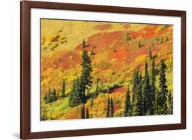 Fall color in Paradise Valley, Mount Rainier National Park, Washington State, USA-Russ Bishop-Framed Photographic Print