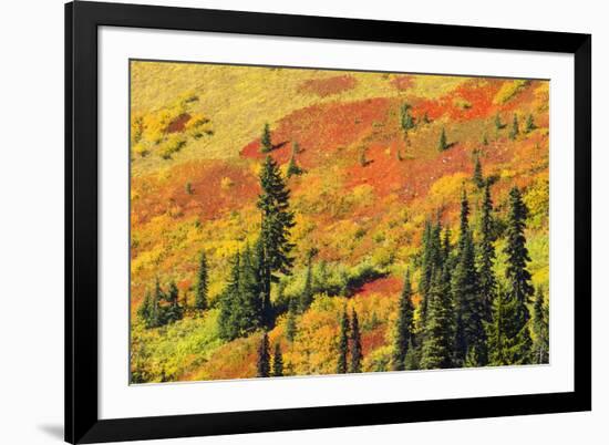 Fall color in Paradise Valley, Mount Rainier National Park, Washington State, USA-Russ Bishop-Framed Photographic Print