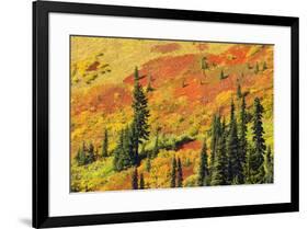 Fall color in Paradise Valley, Mount Rainier National Park, Washington State, USA-Russ Bishop-Framed Photographic Print