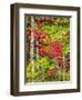 Fall color in the hardwood forest of the Upper Peninsula-Terry Eggers-Framed Photographic Print