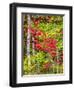 Fall color in the hardwood forest of the Upper Peninsula-Terry Eggers-Framed Photographic Print