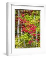 Fall color in the hardwood forest of the Upper Peninsula-Terry Eggers-Framed Photographic Print