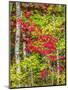 Fall color in the hardwood forest of the Upper Peninsula-Terry Eggers-Mounted Photographic Print