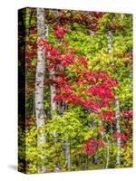 Fall color in the hardwood forest of the Upper Peninsula-Terry Eggers-Stretched Canvas