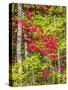 Fall color in the hardwood forest of the Upper Peninsula-Terry Eggers-Stretched Canvas