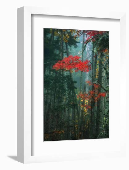 Fall Color In The Mist, Maine, Acadia National Park-Vincent James-Framed Photographic Print