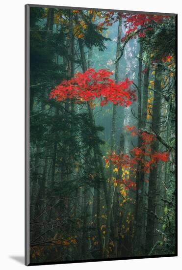 Fall Color In The Mist, Maine, Acadia National Park-Vincent James-Mounted Photographic Print