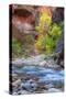 Fall Color in The Virgin Narrows, Southern Utah-Vincent James-Stretched Canvas