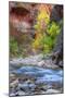Fall Color in The Virgin Narrows, Southern Utah-Vincent James-Mounted Photographic Print