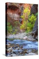 Fall Color in the Virgin Narrows-Vincent James-Stretched Canvas