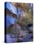 Fall Color in Zion National Park, Utah, USA-Diane Johnson-Stretched Canvas