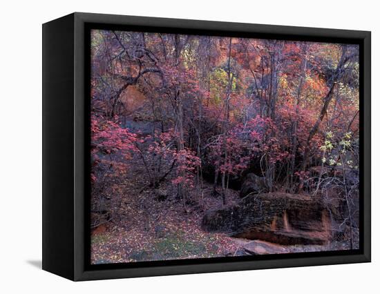 Fall Color in Zion National Park, Utah, USA-Diane Johnson-Framed Stretched Canvas