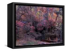 Fall Color in Zion National Park, Utah, USA-Diane Johnson-Framed Stretched Canvas