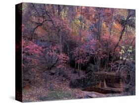 Fall Color in Zion National Park, Utah, USA-Diane Johnson-Stretched Canvas