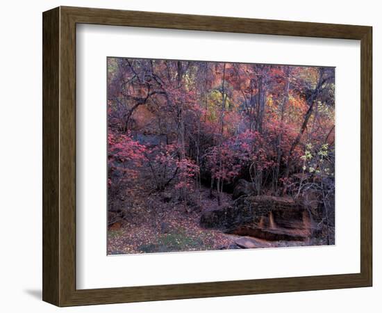 Fall Color in Zion National Park, Utah, USA-Diane Johnson-Framed Photographic Print