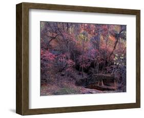 Fall Color in Zion National Park, Utah, USA-Diane Johnson-Framed Photographic Print