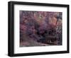 Fall Color in Zion National Park, Utah, USA-Diane Johnson-Framed Photographic Print