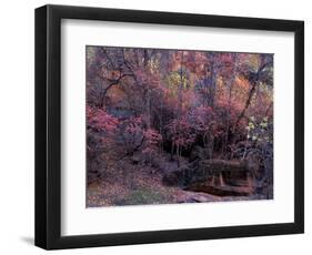 Fall Color in Zion National Park, Utah, USA-Diane Johnson-Framed Photographic Print