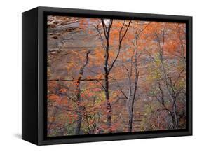 Fall Color in Zion National Park, Utah, USA-Diane Johnson-Framed Stretched Canvas