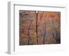Fall Color in Zion National Park, Utah, USA-Diane Johnson-Framed Photographic Print