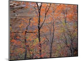 Fall Color in Zion National Park, Utah, USA-Diane Johnson-Mounted Photographic Print