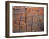 Fall Color in Zion National Park, Utah, USA-Diane Johnson-Framed Photographic Print