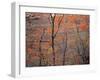 Fall Color in Zion National Park, Utah, USA-Diane Johnson-Framed Photographic Print