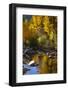 Fall Color Is Reflected Off a Stream Flowing Through an Aspen Grove in the Sierras-John Alves-Framed Photographic Print