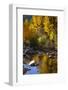 Fall Color Is Reflected Off a Stream Flowing Through an Aspen Grove in the Sierras-John Alves-Framed Photographic Print