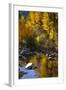 Fall Color Is Reflected Off a Stream Flowing Through an Aspen Grove in the Sierras-John Alves-Framed Photographic Print