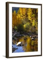 Fall Color Is Reflected Off a Stream Flowing Through an Aspen Grove in the Sierras-John Alves-Framed Photographic Print