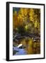 Fall Color Is Reflected Off a Stream Flowing Through an Aspen Grove in the Sierras-John Alves-Framed Photographic Print